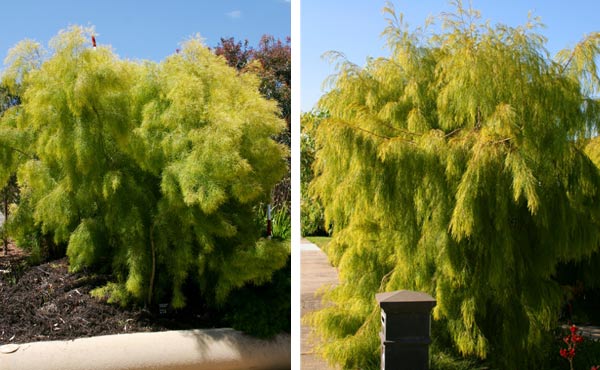 Acacia cognata Lime Magik