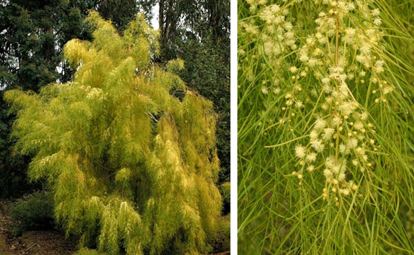 Acacia cognata Lime Magik