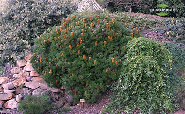 Banksia spinulosa Bush Candles