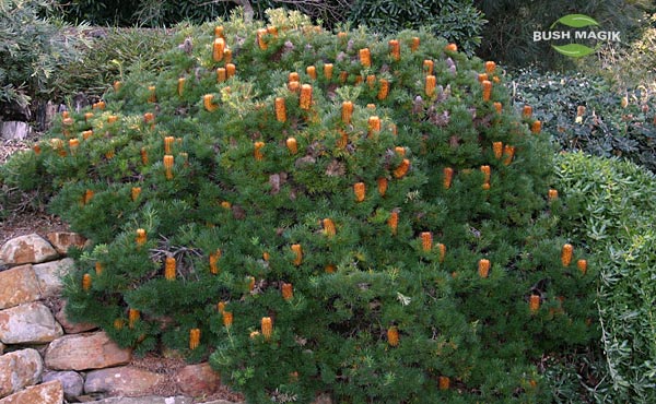 Banksia spinulosa Bush Candles