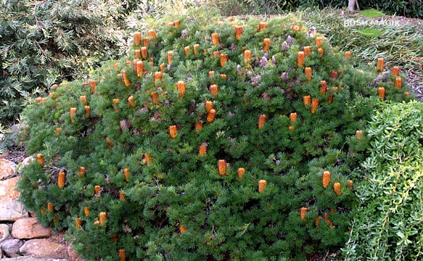 Banksia spinulosa Bush Candles