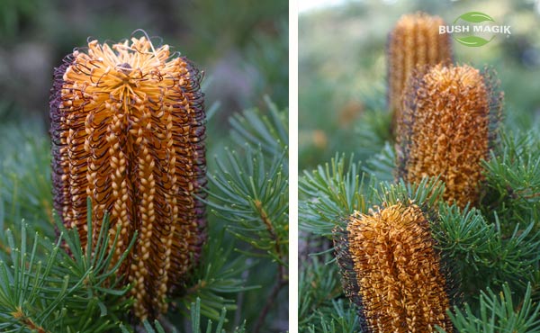 Banksia spinulosa Bush Candles