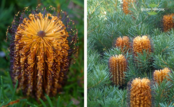Banksia spinulosa Bush Candles