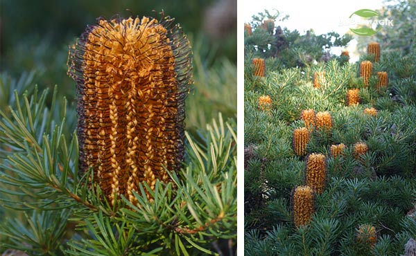 Banksia spinulosa Bush Candles