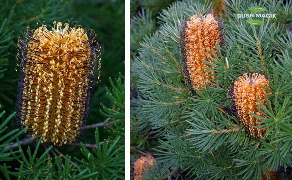 Banksia spinulosa Bush Candles