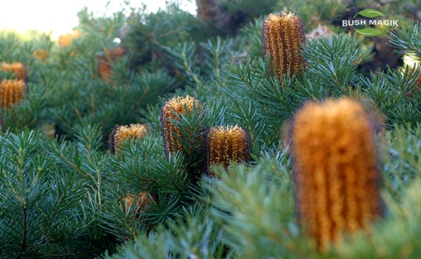 Banksia spinulosa Bush Candles