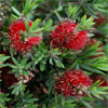 callistemon green envy