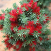 callistemon wee johnnie