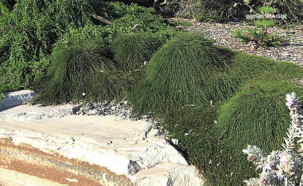 Casuarina glauca Shagpile