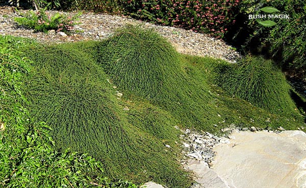 Casuarina glauca Shagpile