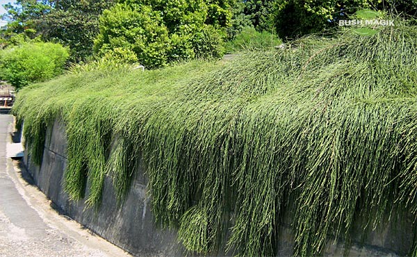 Casuarina glauca Shagpile