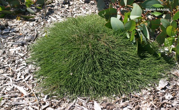 Casuarina glauca Shagpile