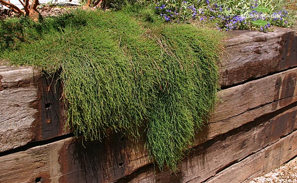 Casuarina glauca Shagpile