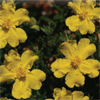 hibbertia golden sunburst