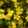 hibbertia golden sunburst