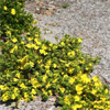 hibbertia golden sunburst