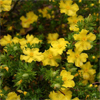 hibbertia golden sunburst