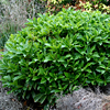 hymenosporum lushious