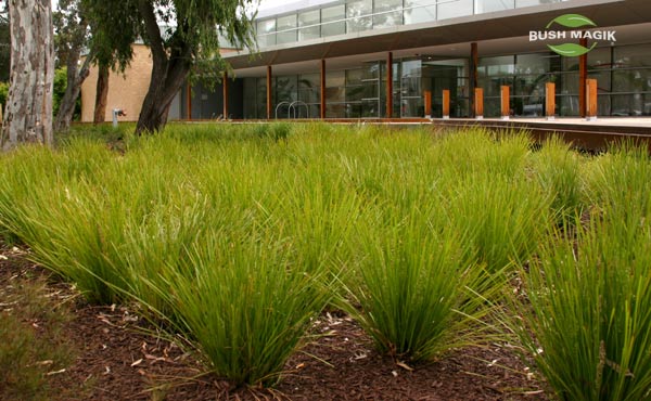 Lomandra Lime Tuff