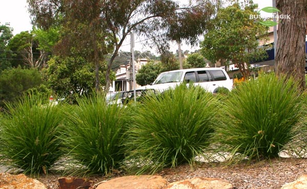 Lomandra Lime Tuff