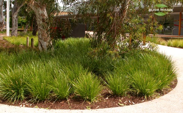 Lomandra Lime Tuff