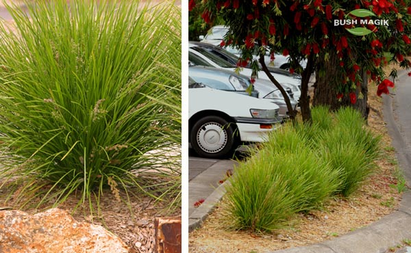 Lomandra Lime Tuff