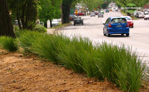 Lomandra Lime Tuff