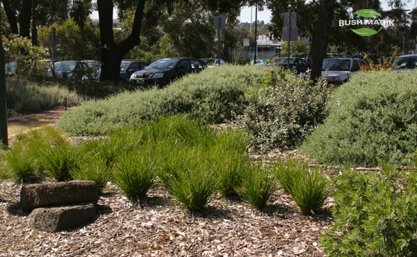 Lomandra Lime Tuff