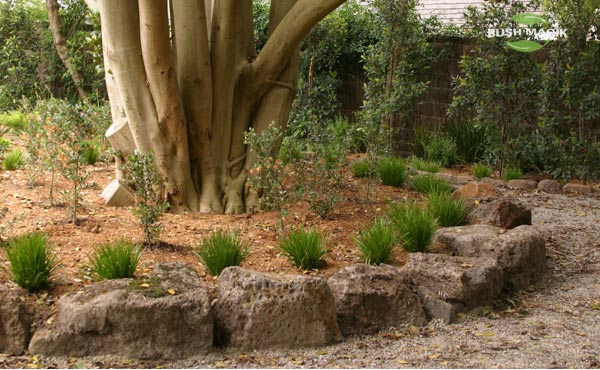 Lomandra Lime Tuff