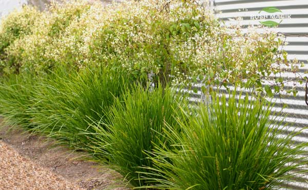 Lomandra Lime Tuff