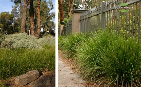 Lomandra Lime Tuff