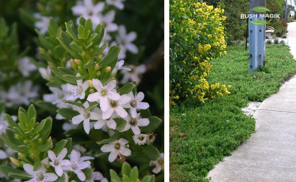 Myoporum Garden Armour