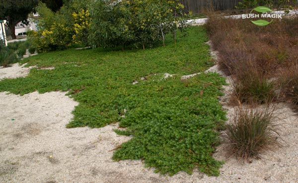 Myoporum Garden Armour