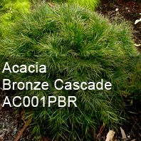 acacia bronze cascade