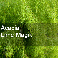 acacia cognata lime magik