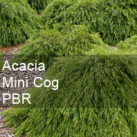 acacia mini cog