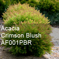 acacia crimson blush