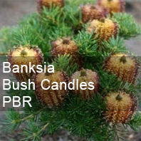 banksia bush candles
