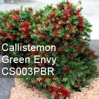 callistemon green envy