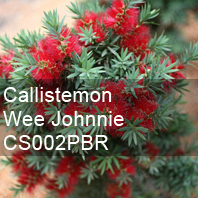 callistemon wee johnnie