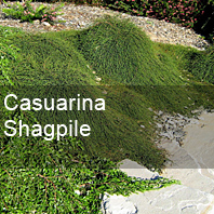 casuarina shagpile