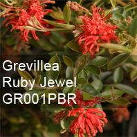 grevillea ruby jewel