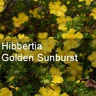 hibbertia golden sunburst
