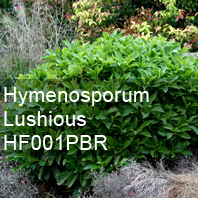 hymenosporum lushious