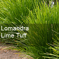 lomandra lime tuff