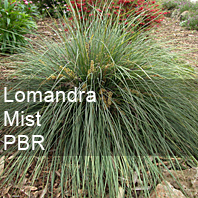 lomandra confertifolia mist