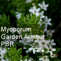 myoporum garden armour