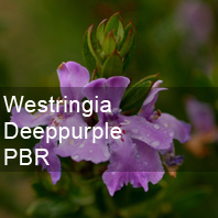 westringia deep purple